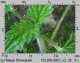 Urtica dioica siewka (rozwój pokrzywy zwyczajnej)