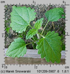 Urtica dioica siewka (rozwój pokrzywy zwyczajnej)