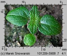 Urtica dioica siewka (rozwój pokrzywy zwyczajnej)