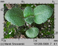 Veronica arvensis siewka (rozwój przetacznika polnego)