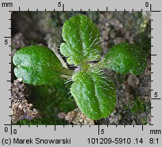 Urtica dioica siewka (rozwój pokrzywy zwyczajnej)