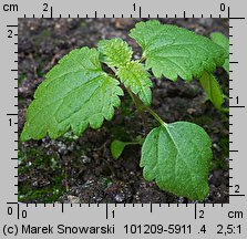 Urtica dioica siewka (rozwój pokrzywy zwyczajnej)