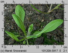 Arabidopsis thaliana siewka (rozwój rzodkiewnika pospolitego)