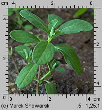 Euphorbia helioscopia siewka (rozwój wilczomlecza obrotnego)