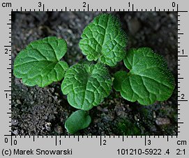 Lamium amplexicaule (jasnota różowa)