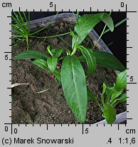 Polygonum persicaria (rdest plamisty)