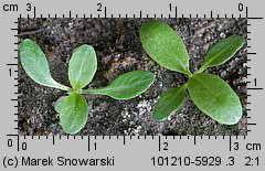 Solidago gigantea siewka (rozwój nawłoci późnej)