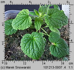 Lamium purpureum (jasnota purpurowa)