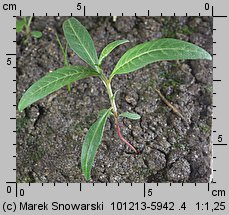 Polygonum lapathifolium ssp. pallidum (rdest szczawiolistny gruczołowaty)