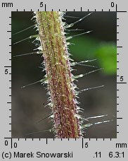 Urtica dioica siewka (rozwój pokrzywy zwyczajnej)