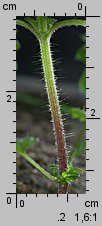 Urtica dioica siewka (rozwój pokrzywy zwyczajnej)