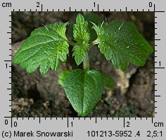 Urtica dioica siewka (rozwój pokrzywy zwyczajnej)