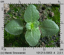 Veronica arvensis siewka (rozwój przetacznika polnego)