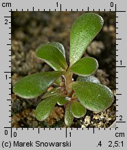 Portulaca oleracea (portulaka pospolita)