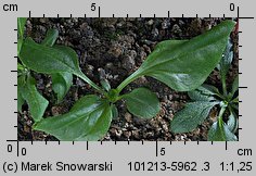 Plantago major (babka zwyczajna)