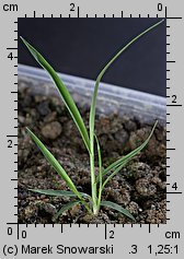 Eragrostis minor (miłka drobna)