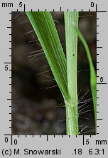 Eragrostis minor (miłka drobna)