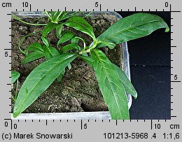 Polygonum persicaria (rdest plamisty)