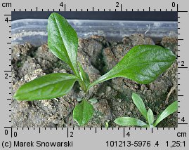 Solidago gigantea siewka (rozwój nawłoci późnej)