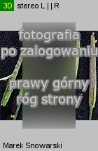 Arabidopsis thaliana siewka (rozwój rzodkiewnika pospolitego)