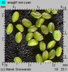 Arabidopsis thaliana siewka (rozwój rzodkiewnika pospolitego)