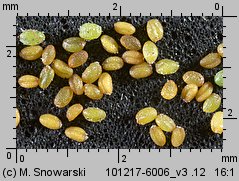 Arabidopsis thaliana siewka (rozwój rzodkiewnika pospolitego)