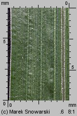 Echinochloa crus-galli (chwastnica jednostronna)