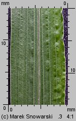 Echinochloa crus-galli (chwastnica jednostronna)