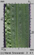 Echinochloa crus-galli (chwastnica jednostronna)