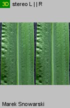 Echinochloa crus-galli (chwastnica jednostronna)