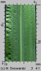 Echinochloa crus-galli (chwastnica jednostronna)