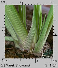 Echinochloa crus-galli (chwastnica jednostronna)