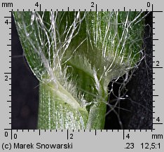 Setaria pumila siewka (rozwój włośnicy sinej)