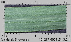 Setaria pumila siewka (rozwój włośnicy sinej)