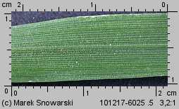 Setaria pumila siewka (rozwój włośnicy sinej)