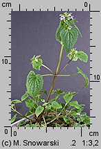 Lamium purpureum (jasnota purpurowa)