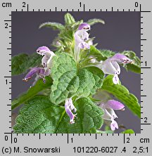 Lamium purpureum (jasnota purpurowa)