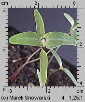 Atriplex nitens siewka (rozwój łobody błyszczącej)