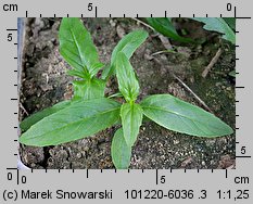 Epilobium obscurum (wierzbownica rózgowata)