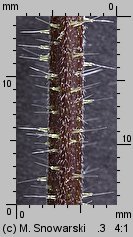 Urtica dioica siewka (rozwój pokrzywy zwyczajnej)