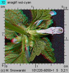 Lamium purpureum (jasnota purpurowa)