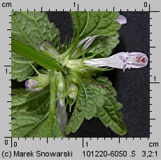 Lamium purpureum (jasnota purpurowa)