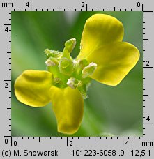 Erysimum cheiranthoides (pszonak drobnokwiatowy)