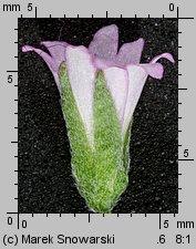 Epilobium obscurum (wierzbownica rózgowata)