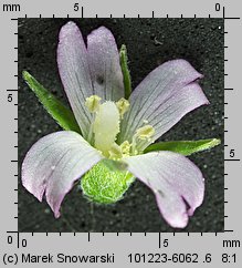 Epilobium obscurum (wierzbownica rózgowata)