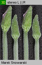 Epilobium obscurum (wierzbownica rózgowata)