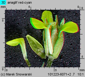 Erysimum cheiranthoides (pszonak drobnokwiatowy)