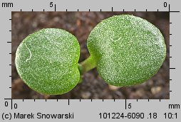 Teesdalea nudicaulis siewka (rozwój chroszcza nagołodygowego)