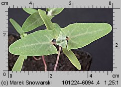 Atriplex nitens siewka (rozwój łobody błyszczącej)