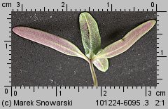 Atriplex nitens siewka (rozwój łobody błyszczącej)